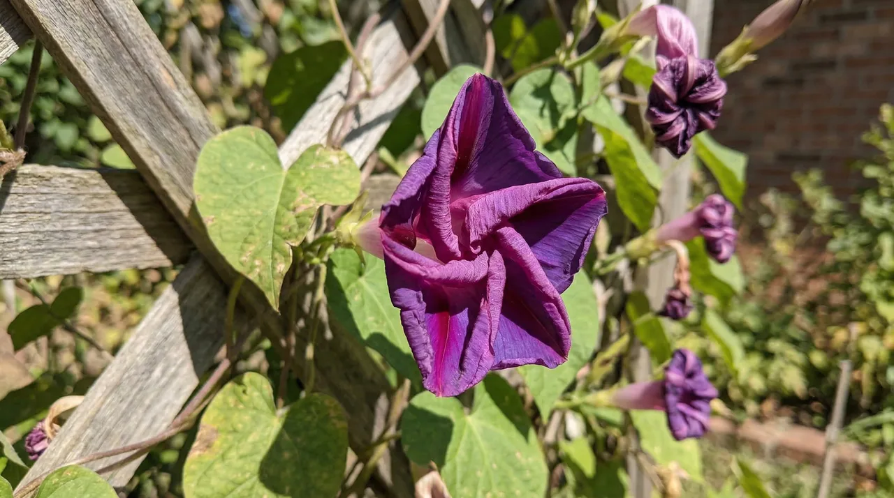 나팔꽃 - 함께 관찰하면 좋은 포인트